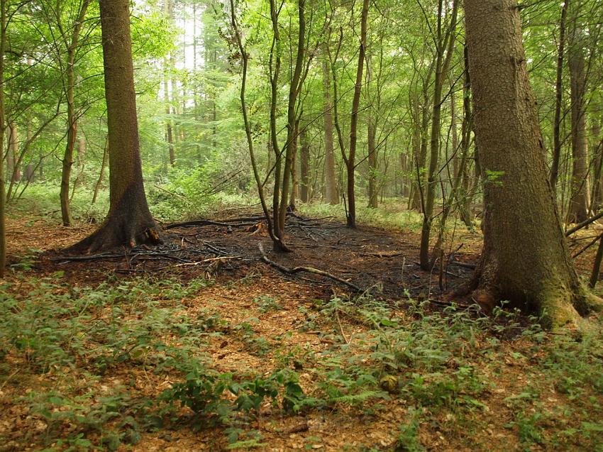 Waldbrand Bergisch Gladbach Bensberg P033.JPG